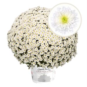 Bild von Bolchrysant P19 White